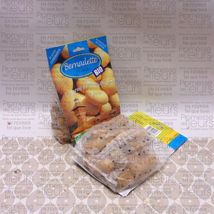 Example of Kartoffel Bernadette Bio Beutel mit 25 Setzlingen Kaliber/Größe 28/45 mm as you get