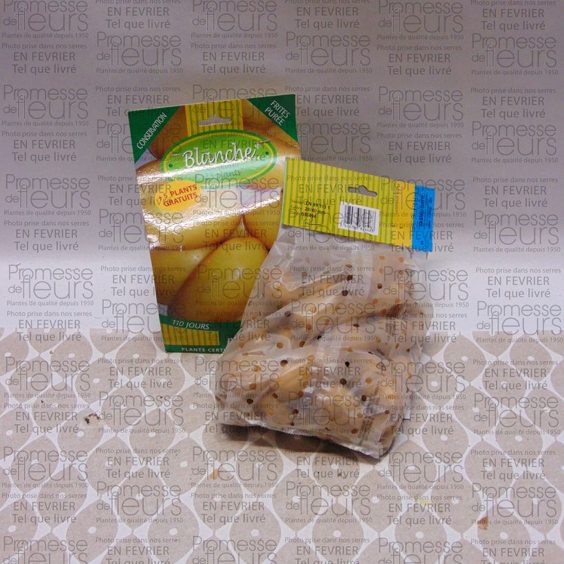 Beispiel eines Exemplars von Kartoffel Blanche Beutel mit 25 Setzlingen Kaliber/Größe 28/40 mm wie geliefert