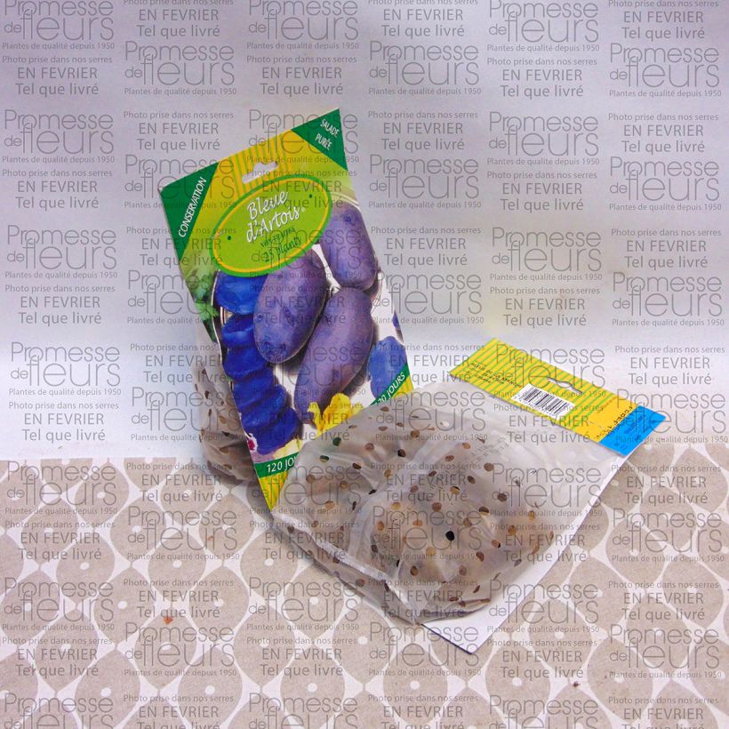 Beispiel eines Exemplars von Kartoffel Bleue d'Artois Beutel mit 25 Setzlingen Kaliber/Größe 28/45 mm wie geliefert