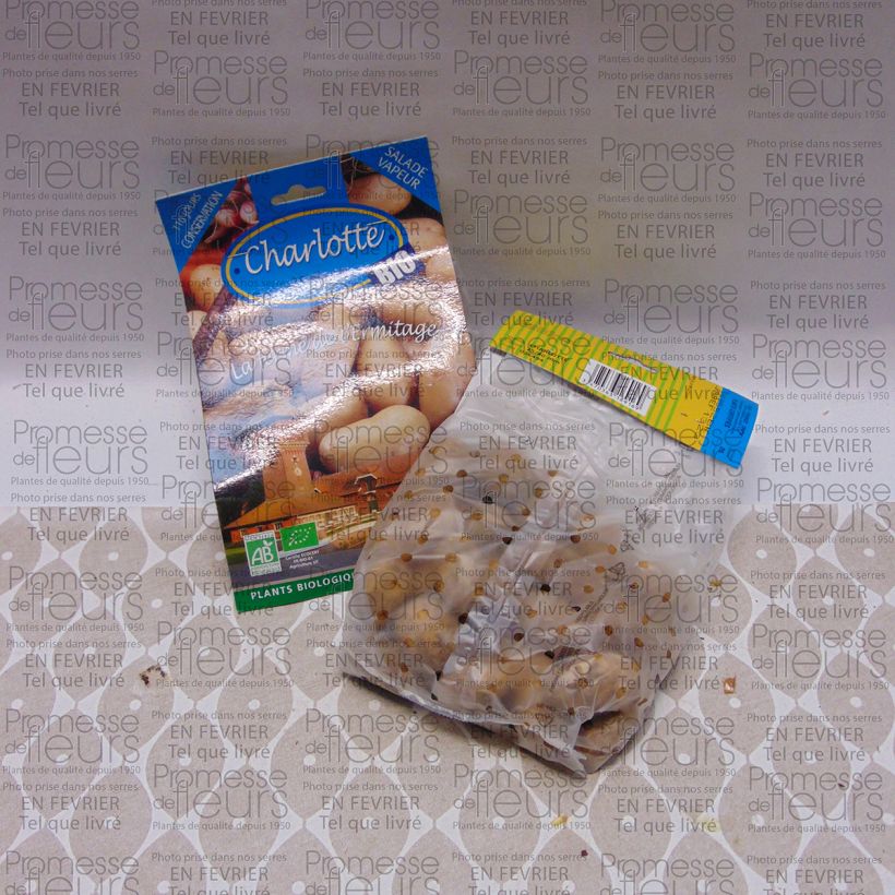 Example of Kartoffel Charlotte Bio Beutel mit 25 Setzlingen Kaliber/Größe 25/40 mm as you get