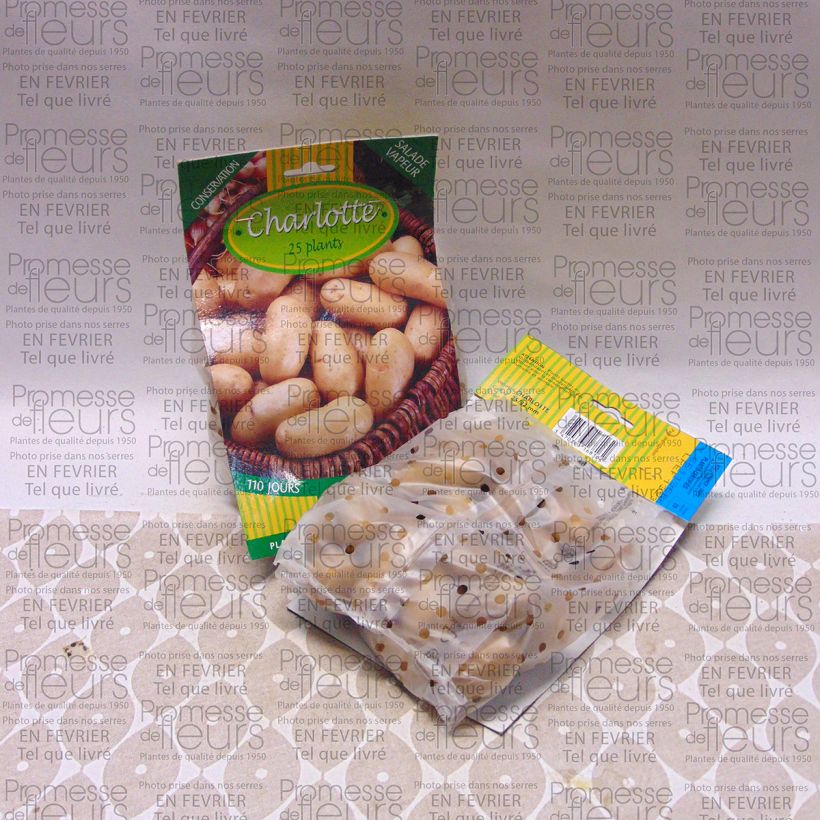 Example of Kartoffel Charlotte Beutel mit 25 Setzlingen Kaliber/Größe 25/32 mm as you get