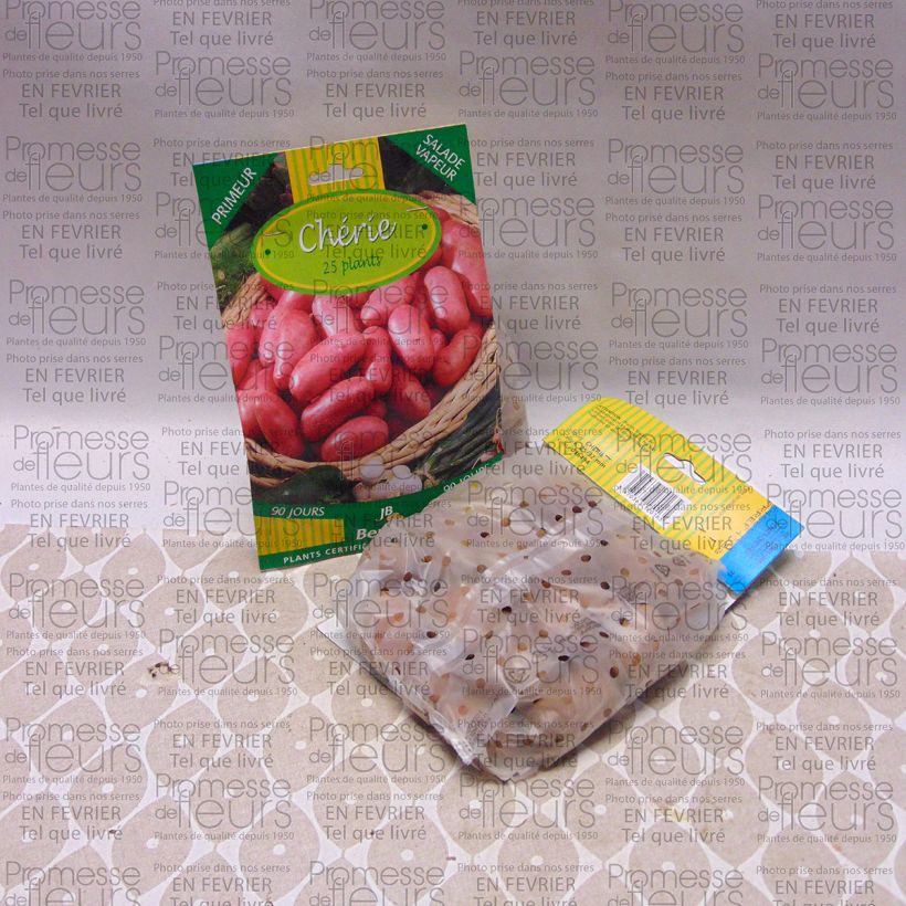 Example of Kartoffel Cherie Beutel mit 25 Setzlingen Kaliber/Größe 25/32 mm as you get