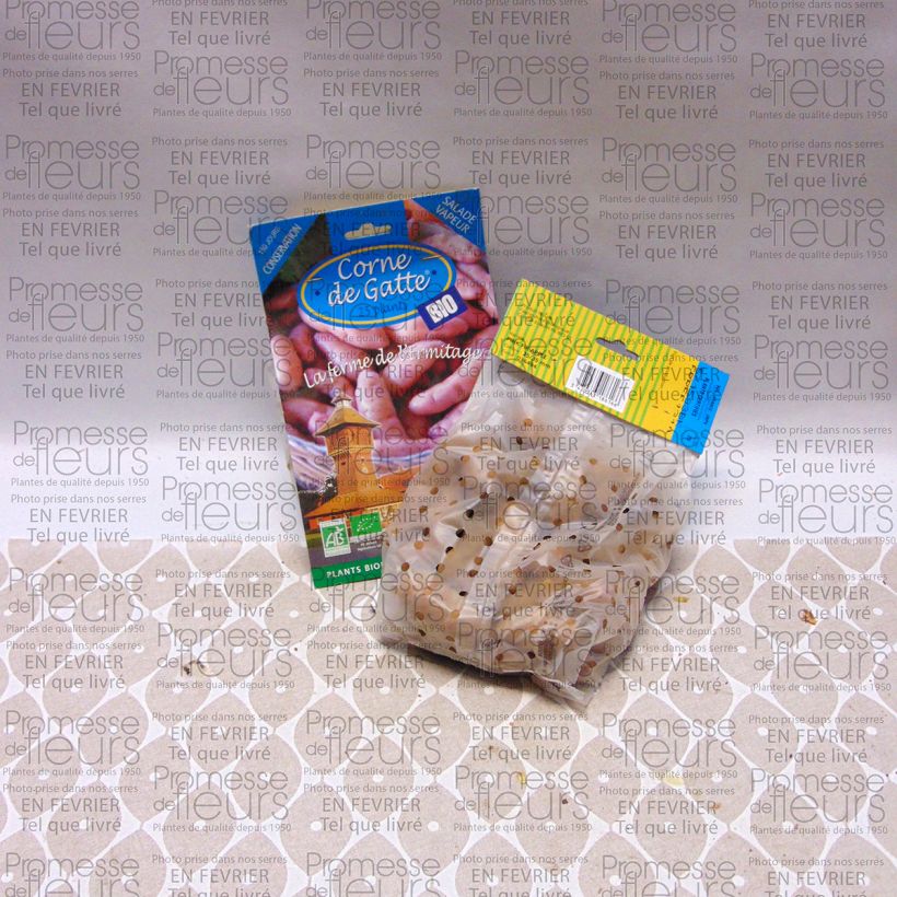 Beispiel eines Exemplars von Kartoffel Corne de Gatte B Bio Beutel mit 25 Setzlingen Kaliber/Größe 25/35 mm wie geliefert