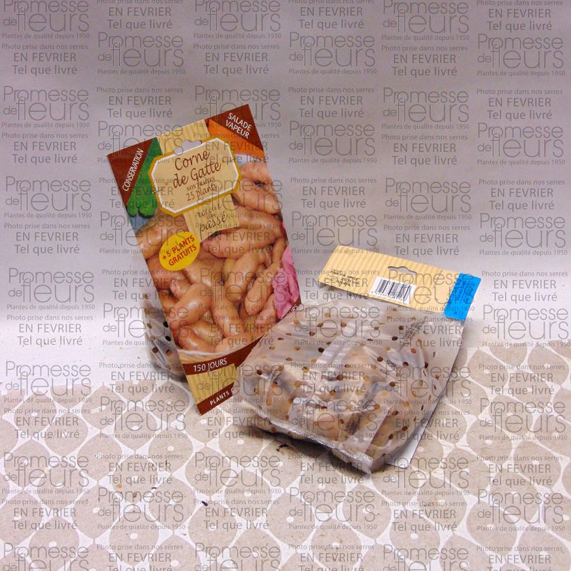 Beispiel eines Exemplars von Kartoffel Corne de Gatte Beutel mit 25 Setzlingen Kaliber/Größe 25/35 mm wie geliefert