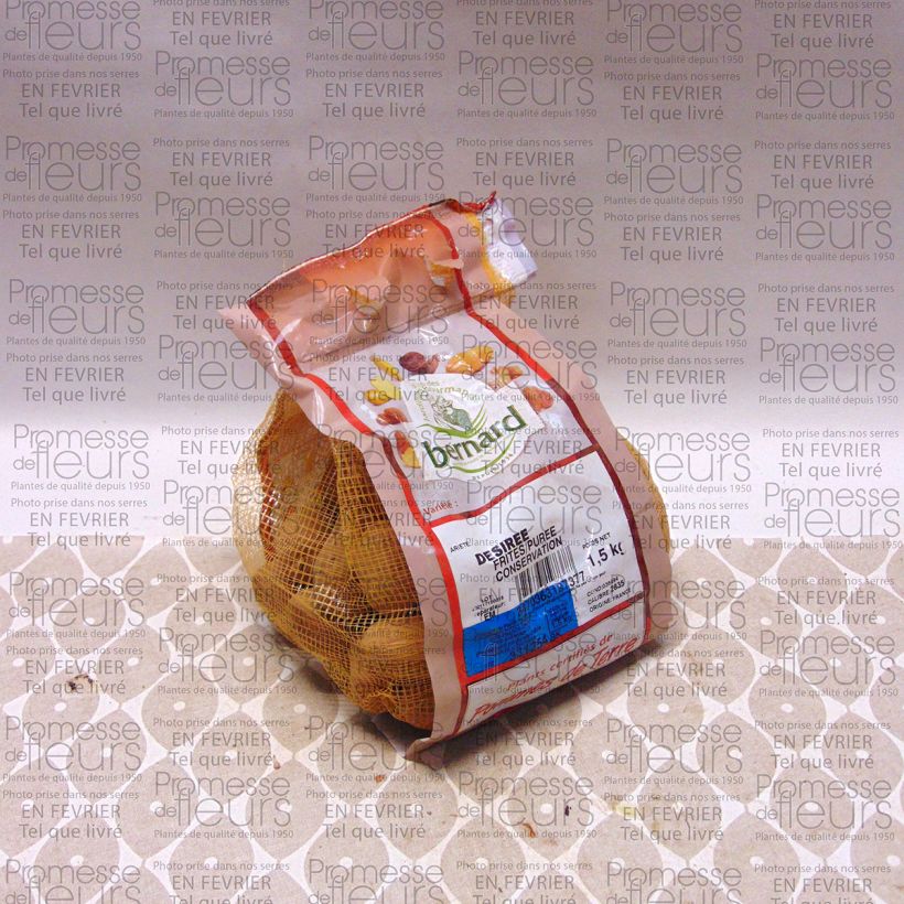 Example of Kartoffel Desiree Stück Kaliber/Größe 28/35 mm as you get