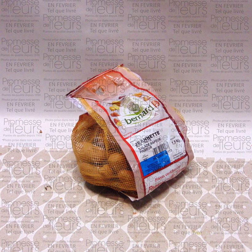 Example of Kartoffel Jeannette (N°105-2) Stück Kaliber/Größe 25/35 mm as you get