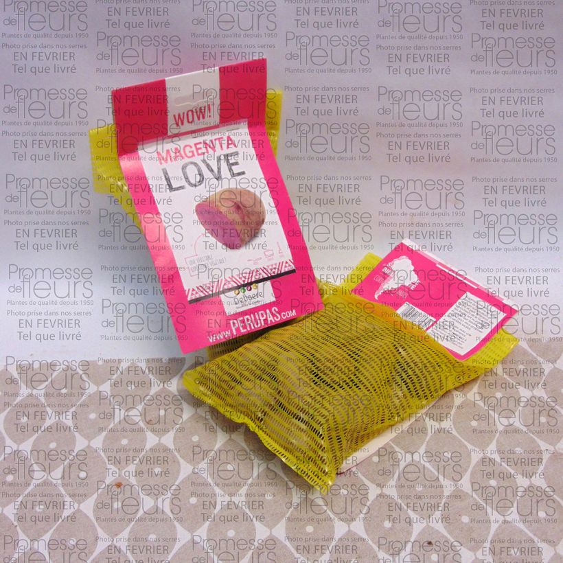 Beispiel eines Exemplars von Kartoffel Magenta Love Beutel mit 25 Setzlingen Kaliber/Größe 28/32 mm wie geliefert