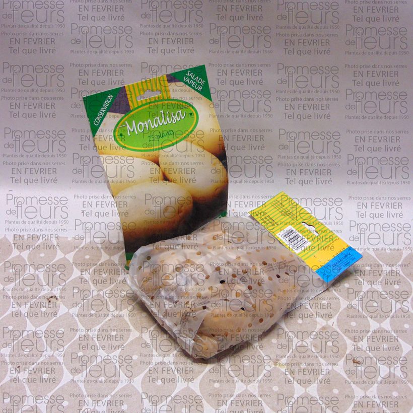 Example of Kartoffel Mona Lisa Beutel mit 25 Setzlingen Kaliber/Größe 28/35 mm as you get