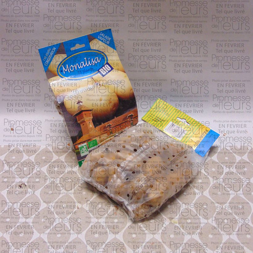 Beispiel eines Exemplars von Kartoffel Mona Lisa Bio Beutel mit 25 Setzlingen Kaliber/Größe 28/45 mm wie geliefert