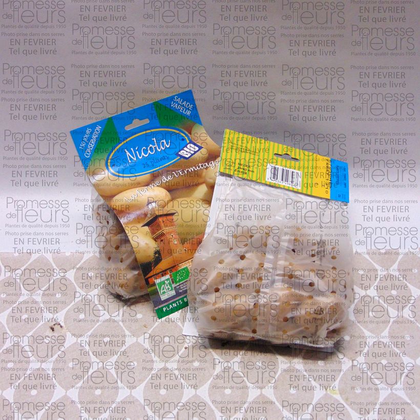 Example of Kartoffel Nicola Bio Beutel mit 25 Setzlingen Kaliber/Größe 25/40 mm as you get