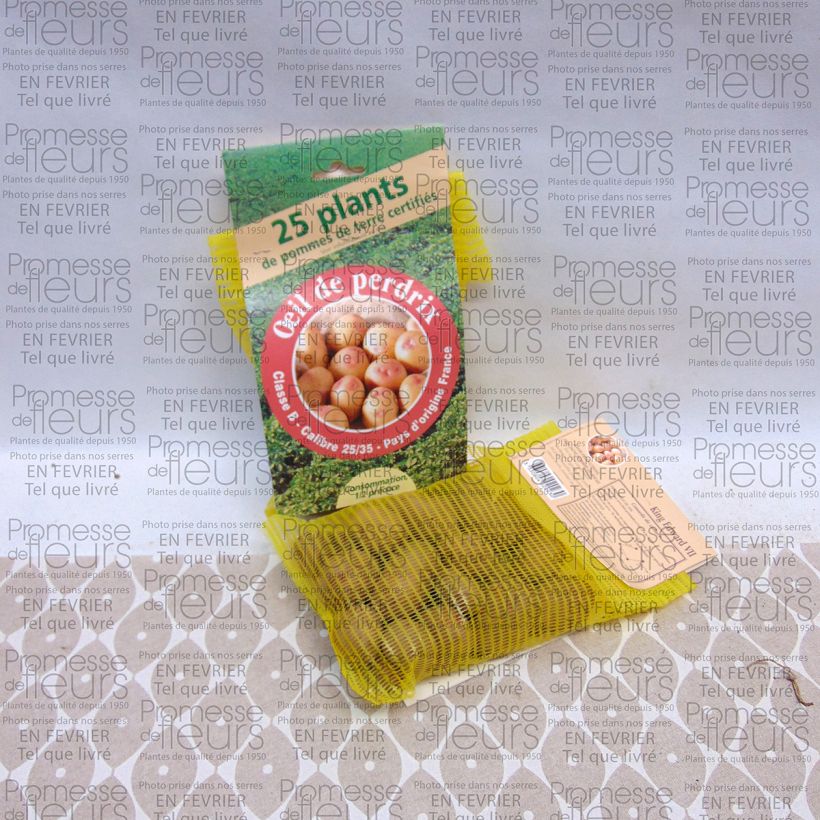 Beispiel eines Exemplars von Kartoffel Oeil de Perdrix Beutel mit 25 Setzlingen Kaliber/Größe 28/35 mm wie geliefert