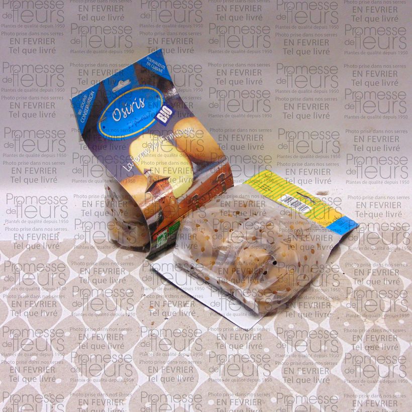 Example of Kartoffel Osiris Bio Beutel mit 25 Setzlingen Kaliber/Größe 28/45 mm as you get