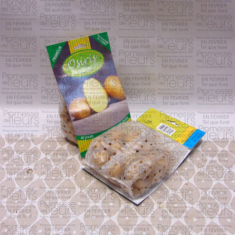 Beispiel eines Exemplars von Kartoffel Osiris Beutel mit 25 Setzlingen Kaliber/Größe 28/40 mm wie geliefert