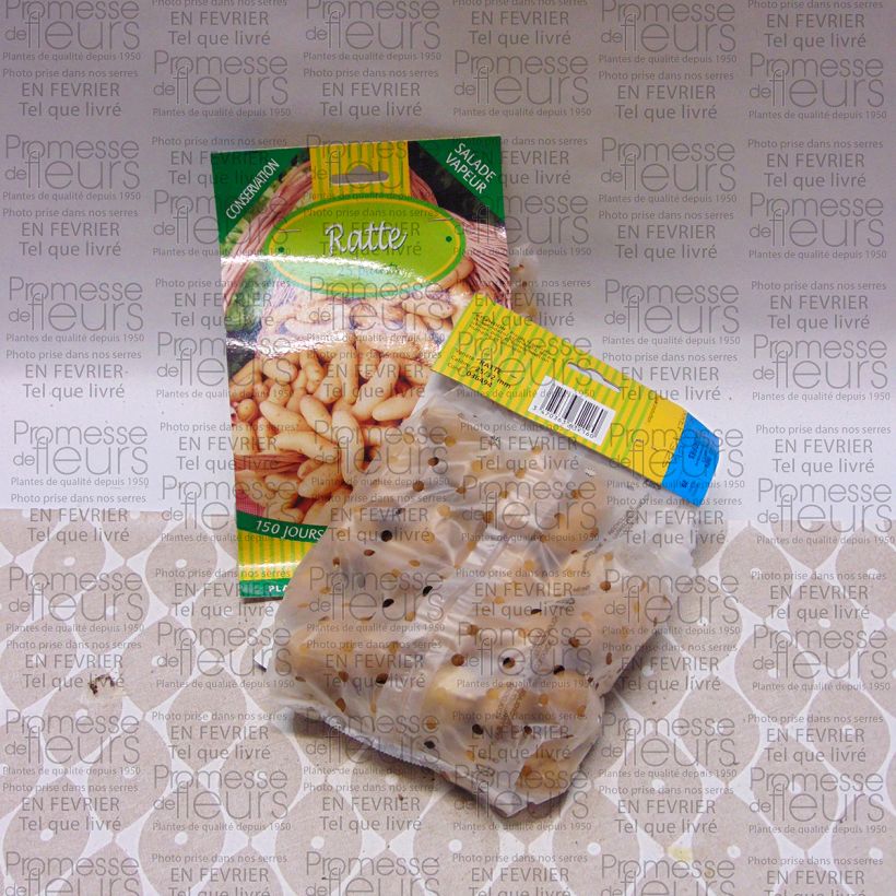 Example of Kartoffel Ratte Beutel mit 25 Setzlingen Kaliber/Größe 25/32 mm as you get