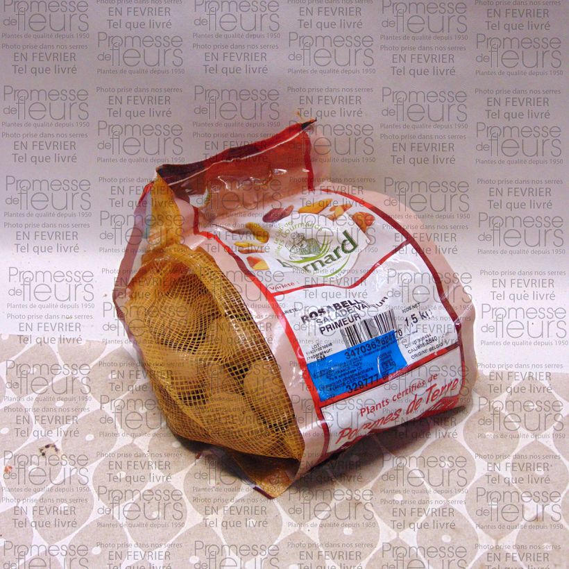 Beispiel eines Exemplars von Kartoffel Rosabelle Stück Kaliber/Größe 25/40 mm wie geliefert