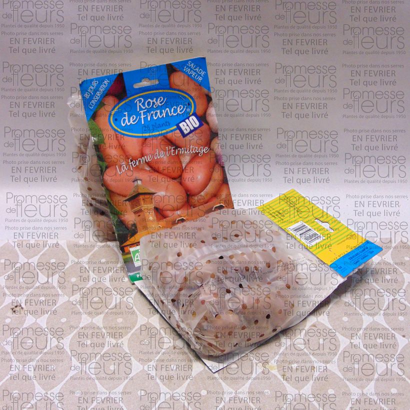 Beispiel eines Exemplars von Kartoffel Rose de France Bio Beutel mit 25 Setzlingen Kaliber/Größe 25/40 mm wie geliefert