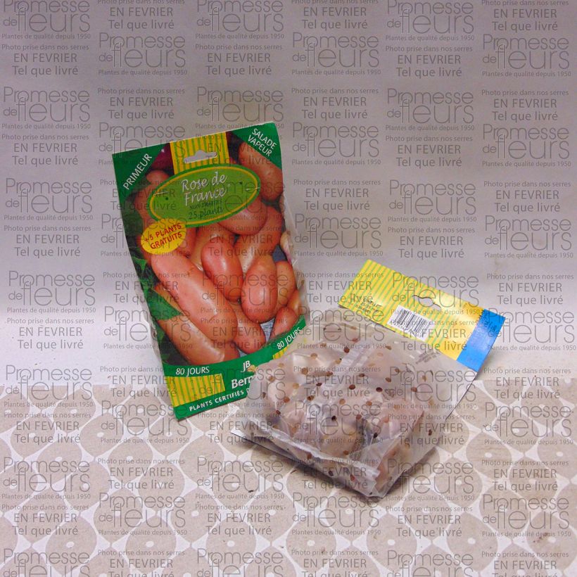 Beispiel eines Exemplars von Kartoffel Rose de France Beutel mit 25 Setzlingen Kaliber/Größe 25/35 mm wie geliefert