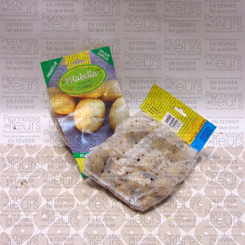 Beispiel eines Exemplars von Kartoffel Vitabella Beutel mit 25 Setzlingen Kaliber/Größe 28/35 mm wie geliefert