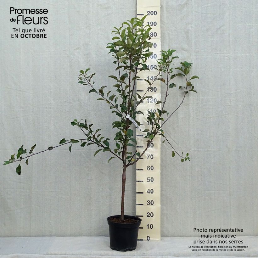 Exemplar von Apfelbaum Antares - Malus domestica Topf mit 7,5L/10L, Gobelet-Form wie im Herbst geliefert