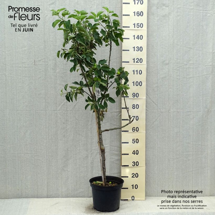 Exemplar von Apfelbaum Api Etoilé - Malus domestica Topf mit 7,5L/10L, Gobelet-Form wie im Sommer geliefert