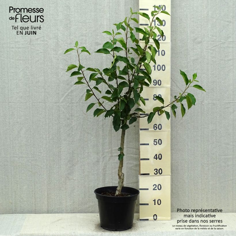Exemplar von Apfelbaum Ariane - Malus domestica Topf mit 7,5L/10L, Gobelet-Form wie im Sommer geliefert