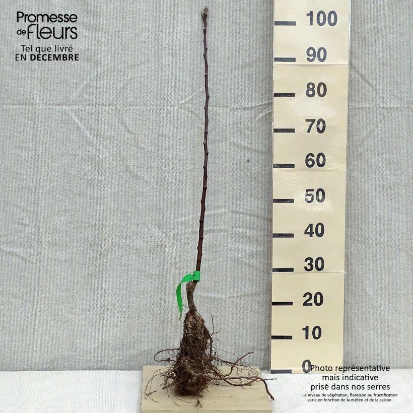 Example of Apfelbaum Astrakan Rouge Bio - Malus domestica Wurzelnackt, Heister as you get in hiver
