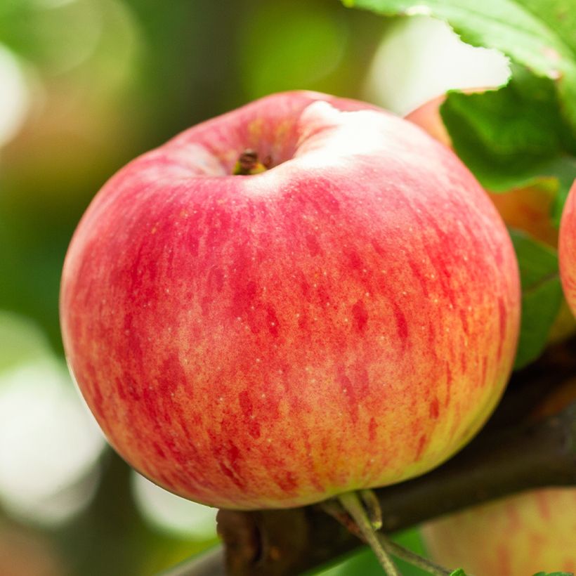 Apfelbaum Astrakan Rouge Bio - Malus domestica (Harvest)