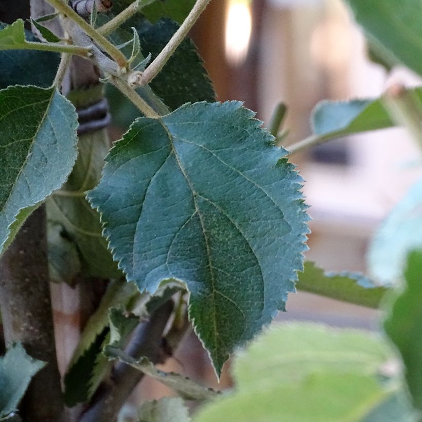Apfelbaum Belle de Boskoop - Malus domestica (Foliage)