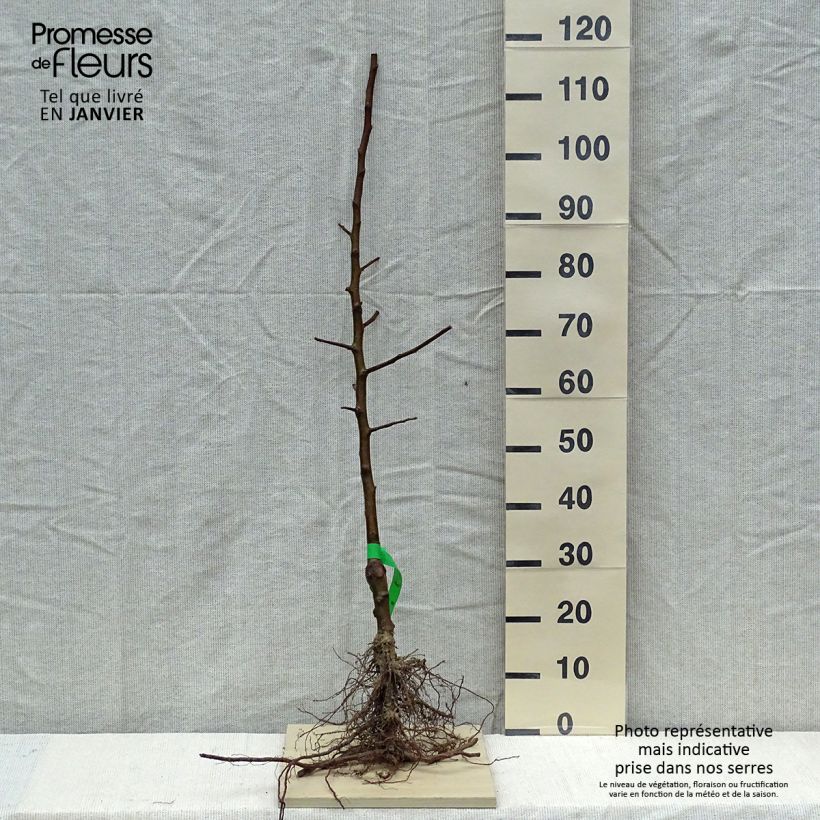 Exemplar von Apfelbaum Belle de Boskoop Bio - Malus domestica Wurzelnackt, Heister wie im Winter geliefert