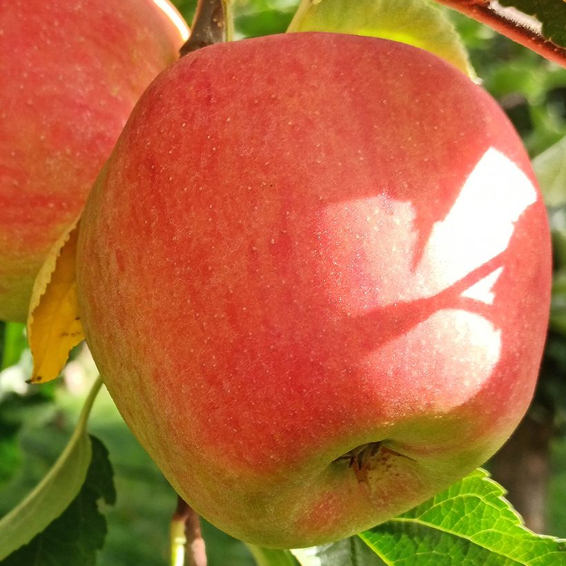 Apfelbaum Belle fille de l'Indre Bio - Malus domestica (Harvest)