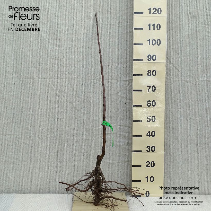 Example of Apfelbaum Belle fille de l'Indre Bio - Malus domestica Wurzelnackt, Heister as you get in hiver