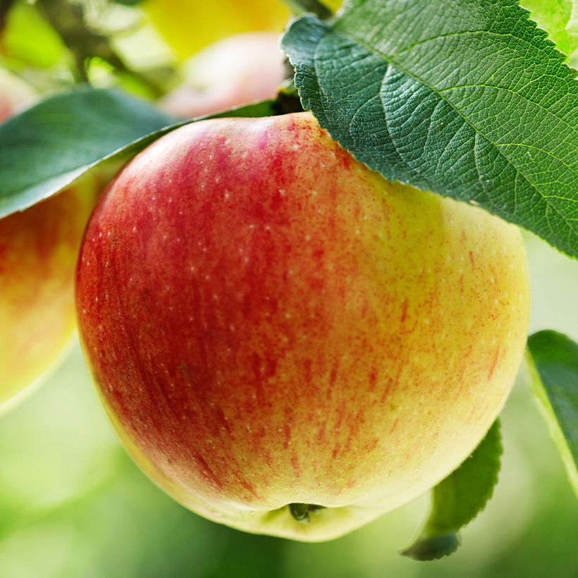 Apfelbaum Belle Fille de la Creuse Bio - Malus domestica (Ernte)