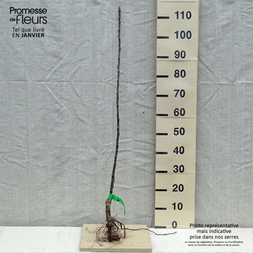 Exemplar von Apfelbaum Bénédictin Bio - Malus domestica Wurzelnackt, Heister wie im Winter geliefert