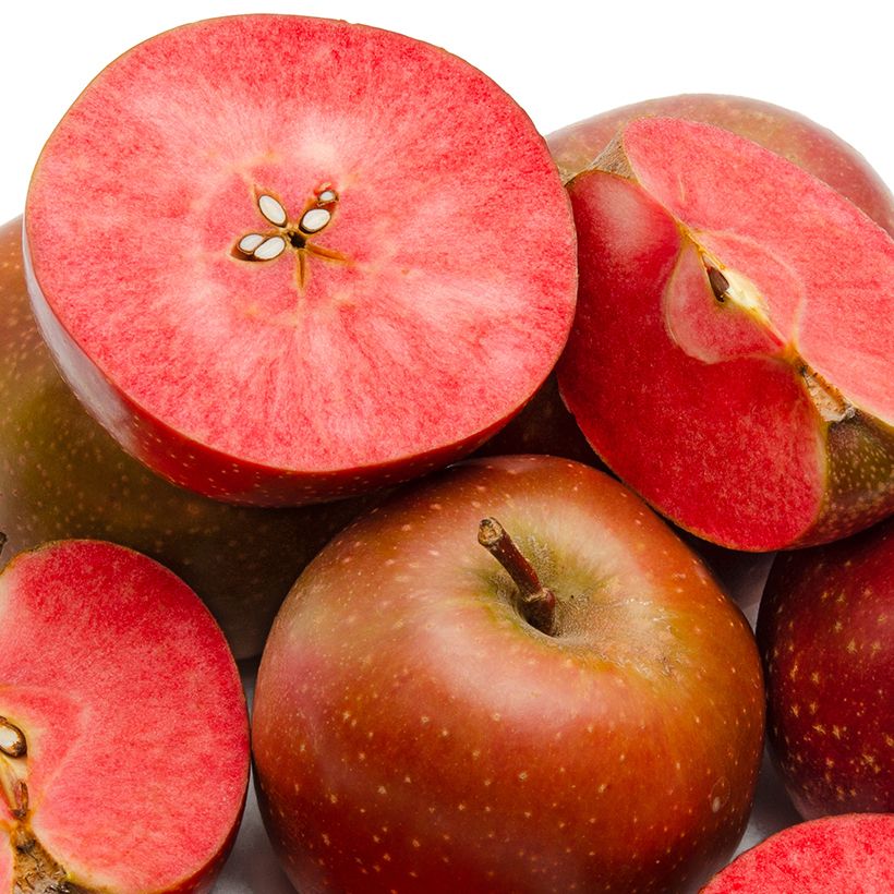 Apfelbaum Blush rosette - Malus domestica (Ernte)