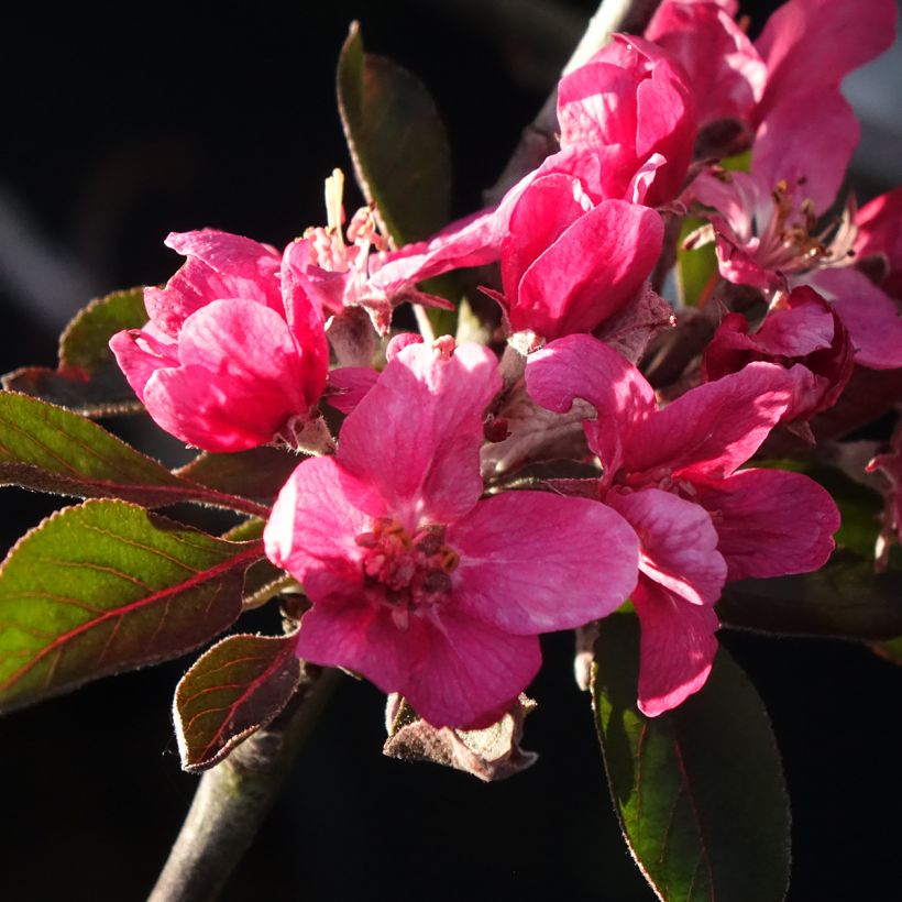 Apfelbaum Blush rosette - Malus domestica (Blüte)