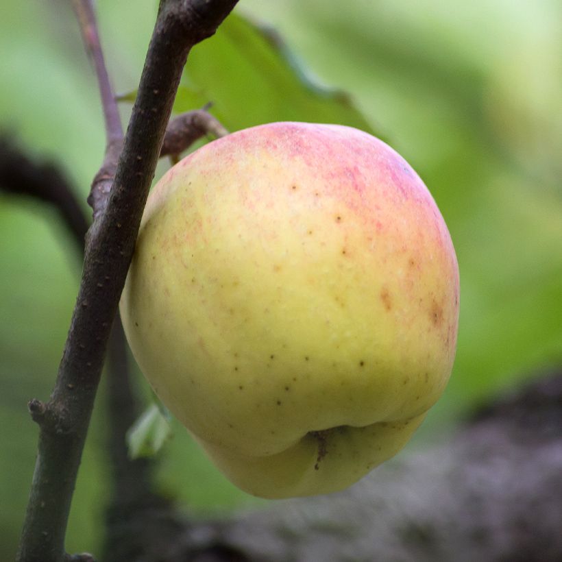 Apfelbaum Bon père - Malus domestica (Ernte)