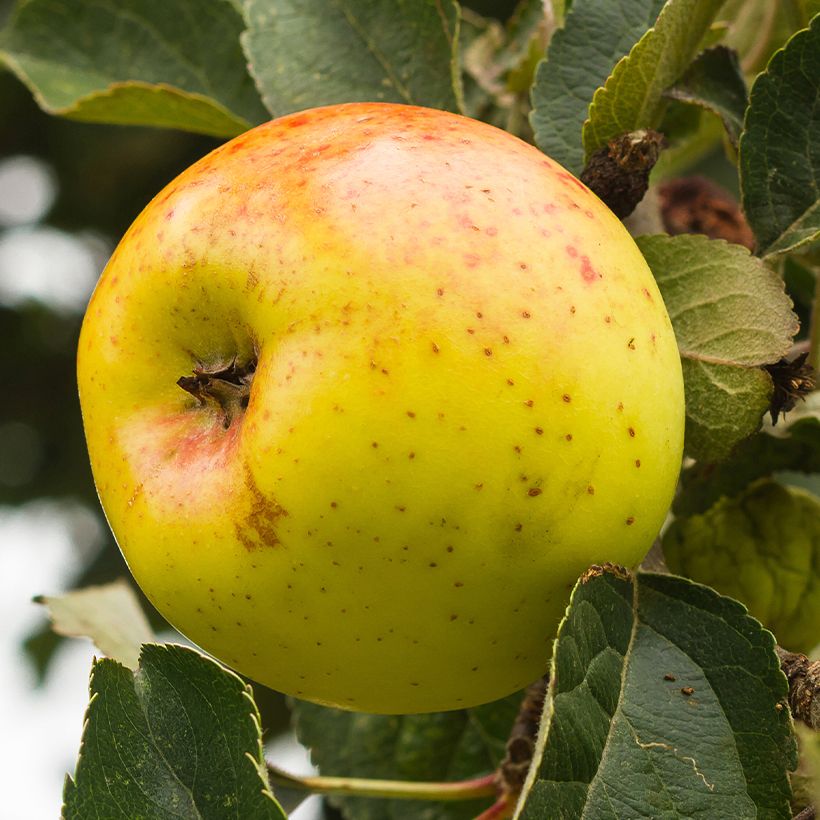 Apfelbaum Bonne Hotture - Malus domestica (Ernte)
