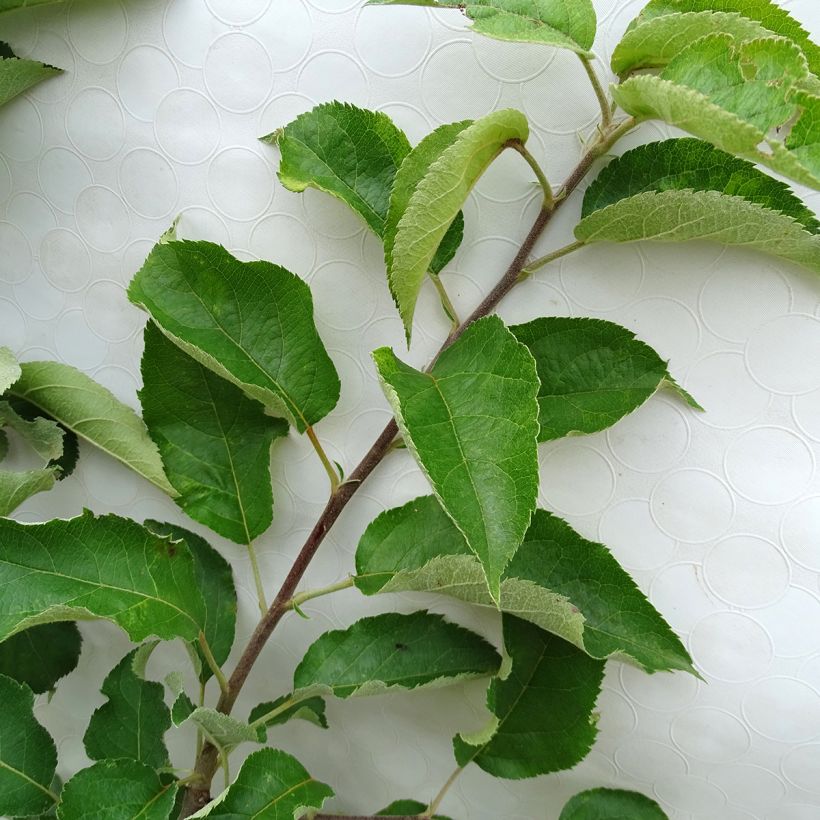 Apfelbaum Calville Rouge d'Hiver - Malus domestica (Foliage)