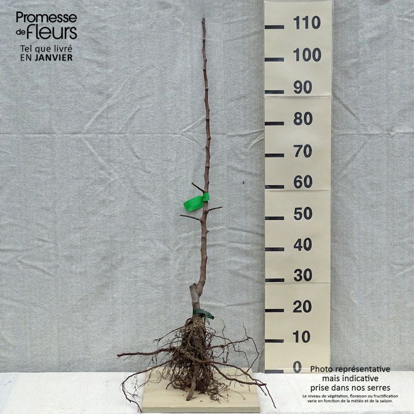 Example of Apfelbaum Calville Rouge d'Hiver - Malus domestica Wurzelnackt, Heister as you get in hiver