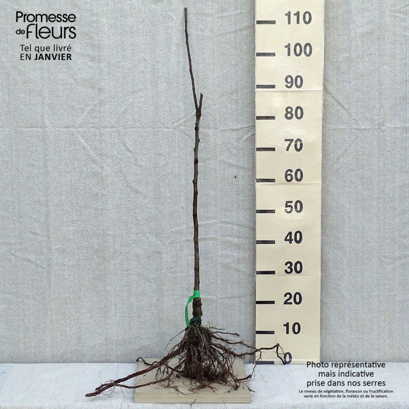 Exemplar von Apfelbaum Chailleux - Malus domestica Wurzelnackt, Heister wie im Winter geliefert
