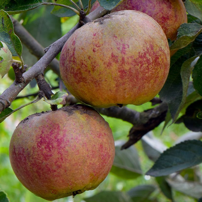 Apfelbaum Chailleux - Malus domestica (Ernte)