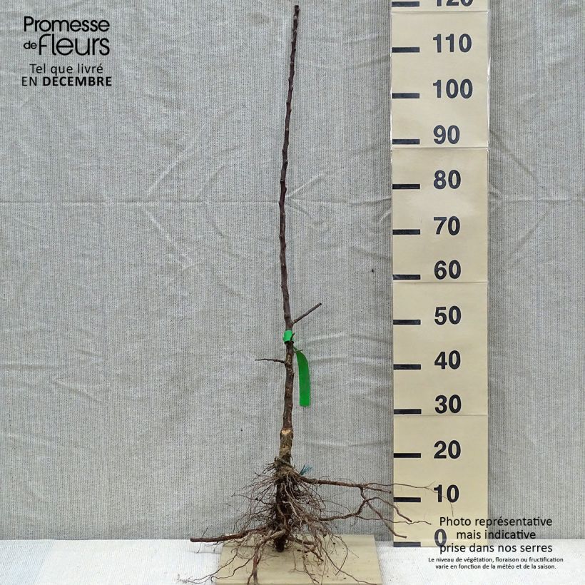 Exemplar von Apfelbaum Châtaignier Bio - Malus domestica Wurzelnackt, Heister wie im Winter geliefert