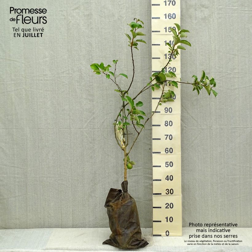 Exemplar von Apfelbaum Court Pendu - Malus domestica Plug "Fertig-zum-Pflanzen", Gobelet-Form wie im Sommer geliefert