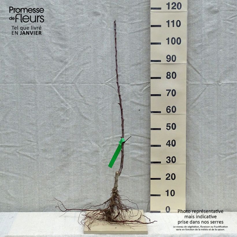 Exemplar von Apfelbaum Cox Orange Bio - Malus domestica Wurzelnackt, Heister wie im Winter geliefert