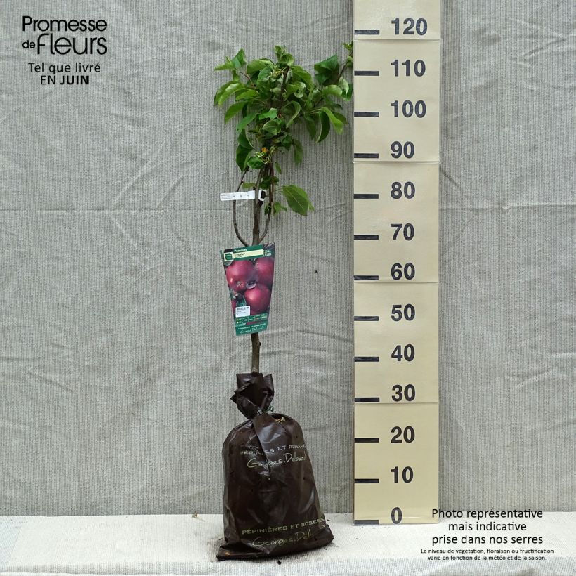 Example of Apfelbaum Cybèle - Malus domestica Plug "Fertig-zum-Pflanzen", Gobelet-Form as you get in printemps