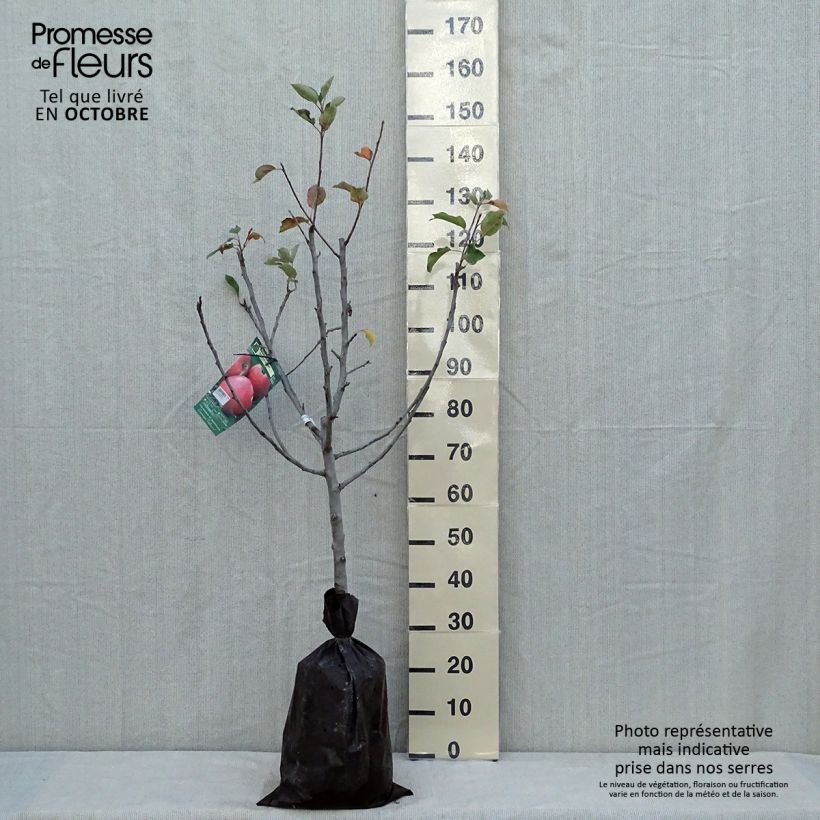 Exemplar von Apfelbaum Delbard Jubilé - Malus domestica Ballenware "Fertig-zum-Pflanzen", Gobelet-Form wie im Herbst geliefert
