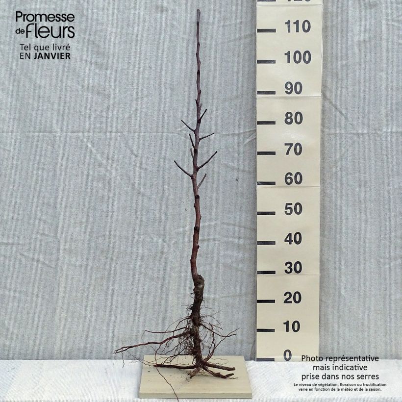 Example of Apfelbaum Fuji - Malus domestica Wurzelnackt, Heister as you get in hiver