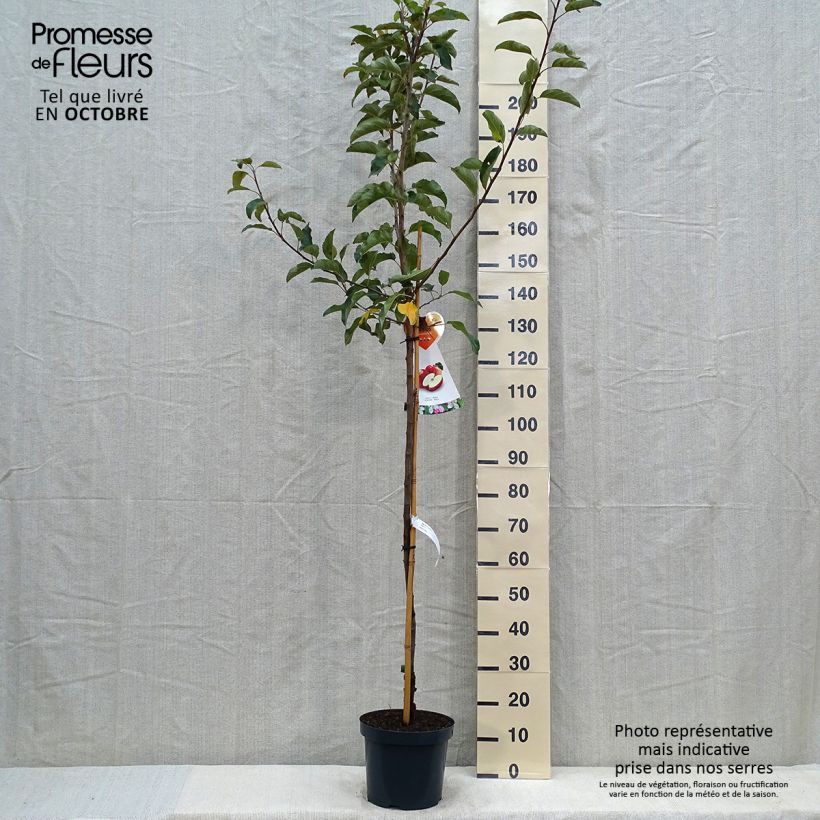 Exemplar von Pommier Gala Pot de 7,5L/10L, Demi-Tige wie im Herbst geliefert