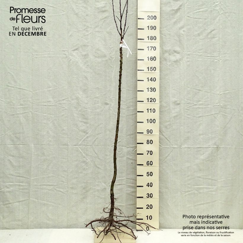 Exemplar von Apfelbaum Gloster - Malus domestica Wurzelnackt, Halbstamm wie im Winter geliefert