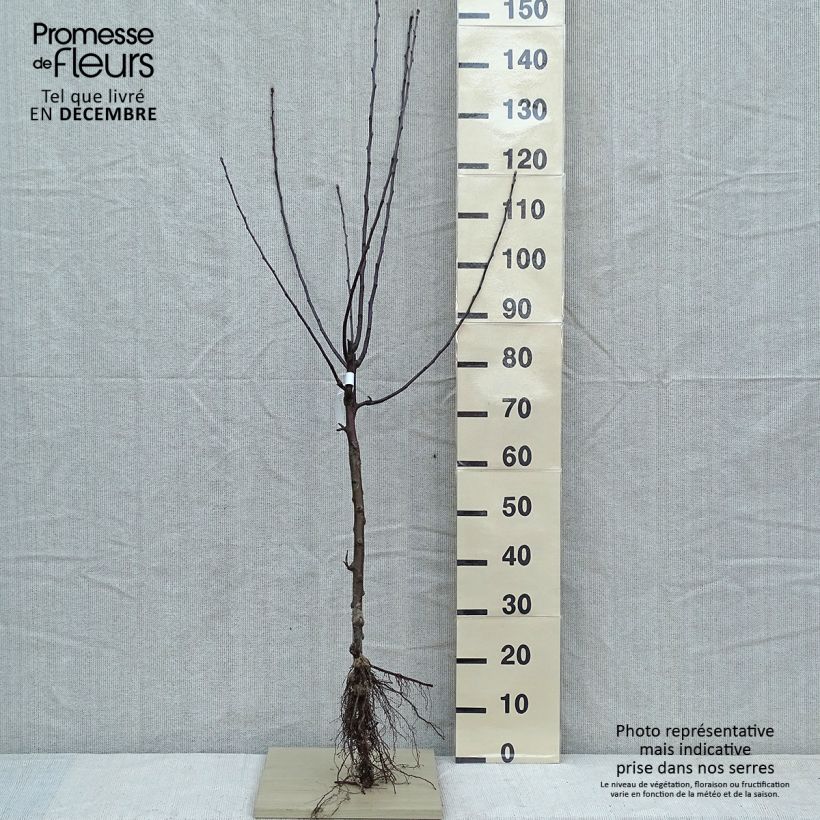 Exemplar von Apfelbaum Gloster - Malus domestica Wurzelnackt, Gobelet-Form wie im Winter geliefert